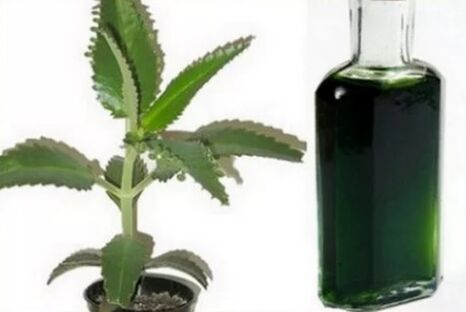 Kalanchoe tintura